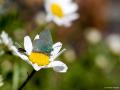 Callophrys mystaphia (Işgınzümrütü, Minikzümrüt)